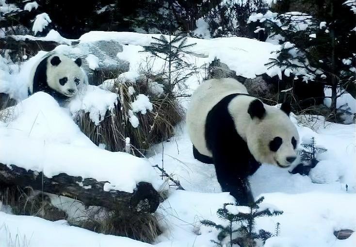 绵阳平武福寿自然保护小区入选中国潜力OECMs案例(图2)