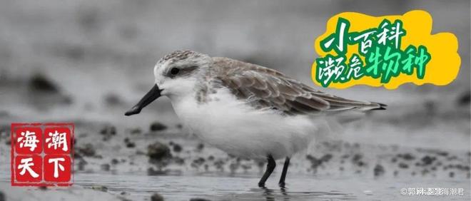 直击巴西！2026年迁徙物种公约COP15定档边会活动火热征集中(图3)
