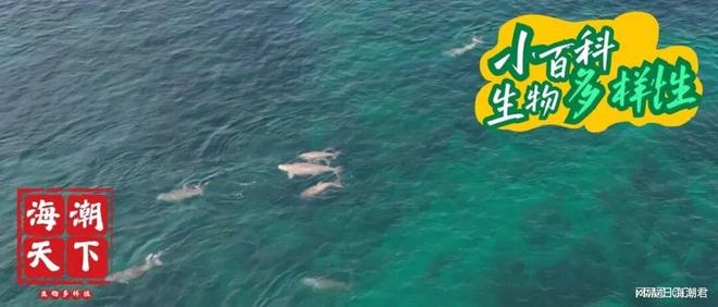 慢性中毒！印度穆纳尔湾儒艮种群面临生存挑战海潮天下·前沿(图8)