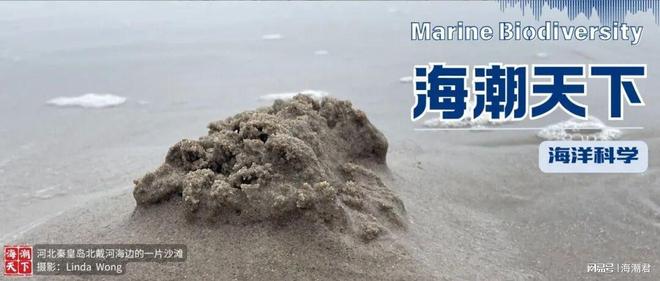 慢性中毒！印度穆纳尔湾儒艮种群面临生存挑战海潮天下·前沿(图7)