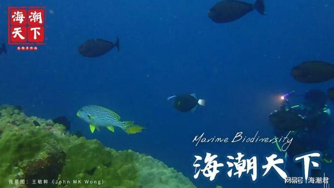 倒计时！2025年度十大海洋新物种等你来提名海潮天下·观察(图4)