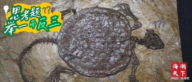 动物文化——全球生物多样性保护新概念海潮天下·生态小百科(图2)