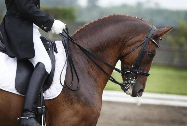 象屿天誉蘭香售楼处电话象屿天誉蘭香售楼中心电线楼盘百科首页楼盘百科网站处24小时热线电话(图21)